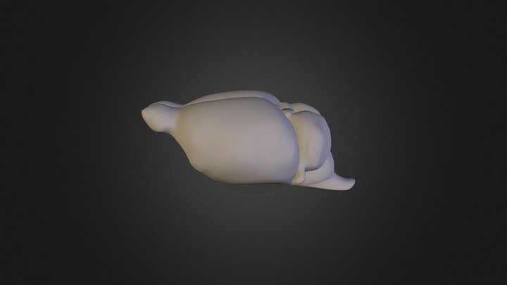 Mouse Brain Model 3D Model