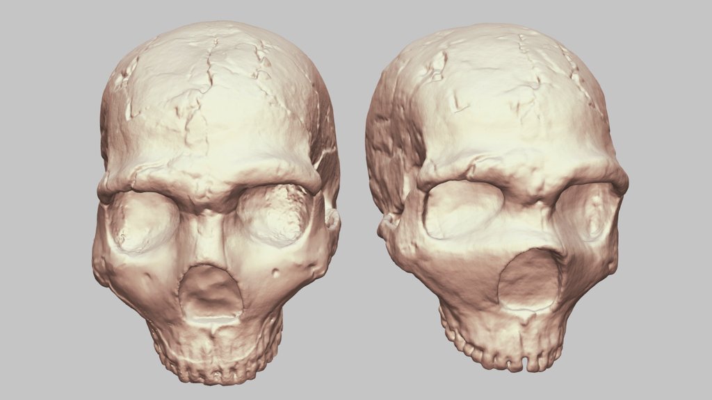 Amud 1 Crania Reconstruction Comparison