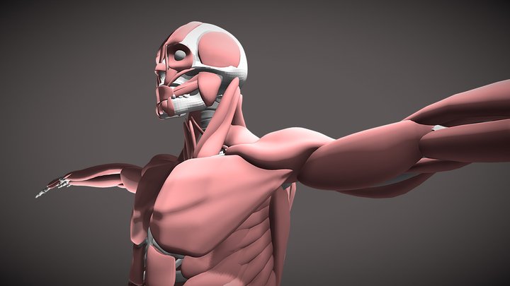 Muscle with Skeleton 3D Model