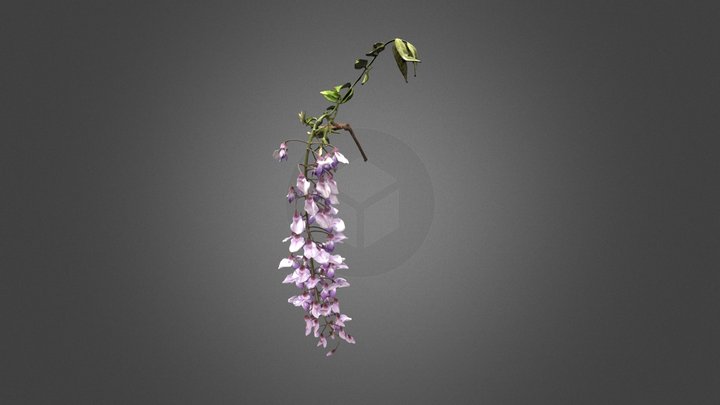 フジ（花序）/Japanese wisteria 3D Model