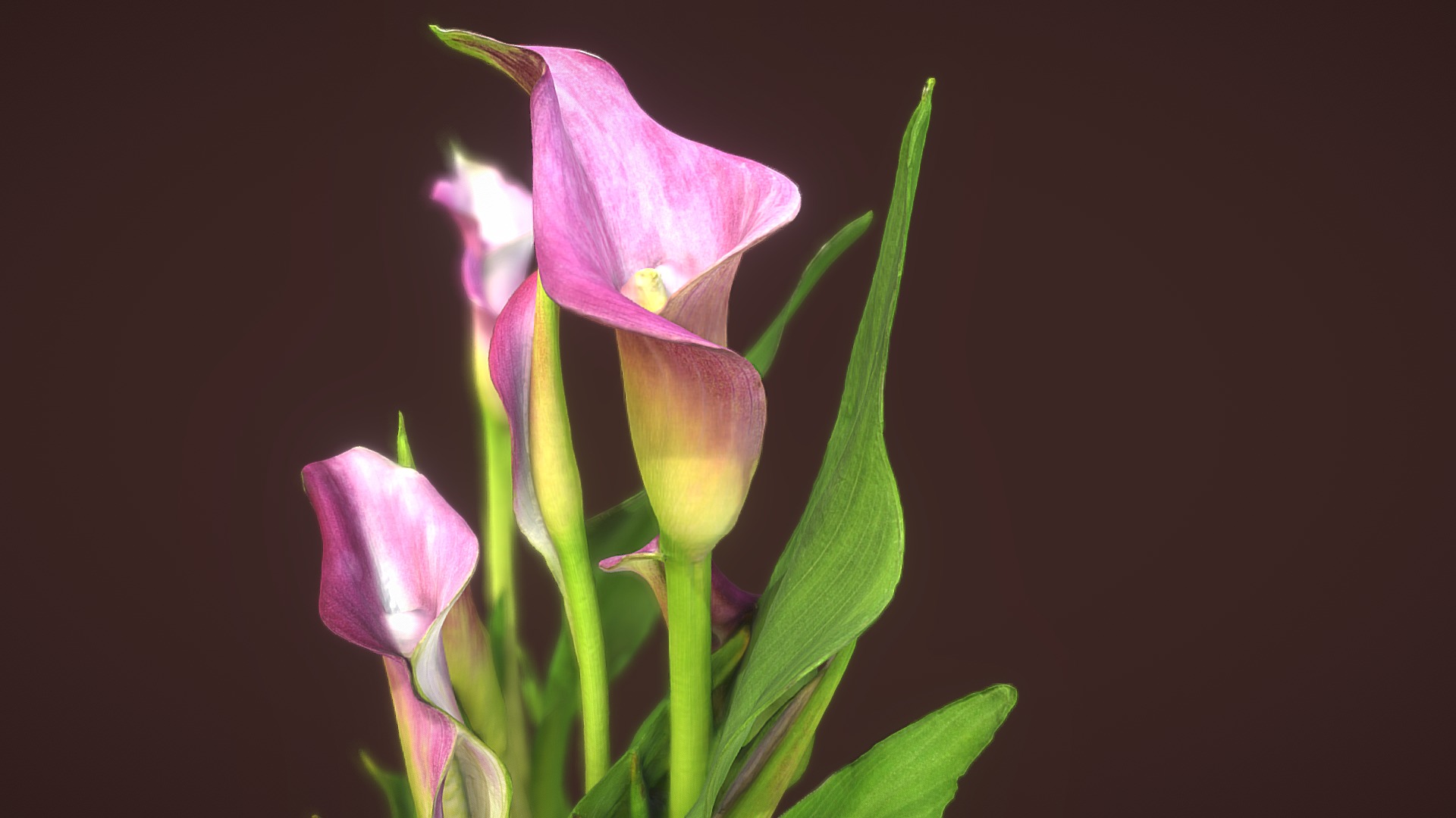 3D model Zantedeschia - This is a 3D model of the Zantedeschia. The 3D model is about a close up of a flower.