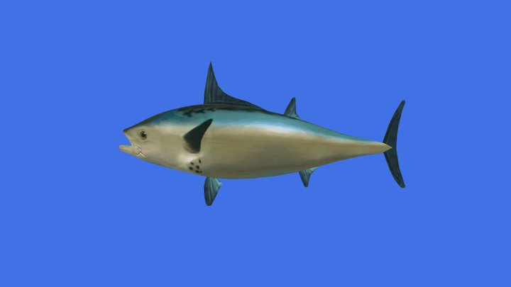 This looks fish 3D Model