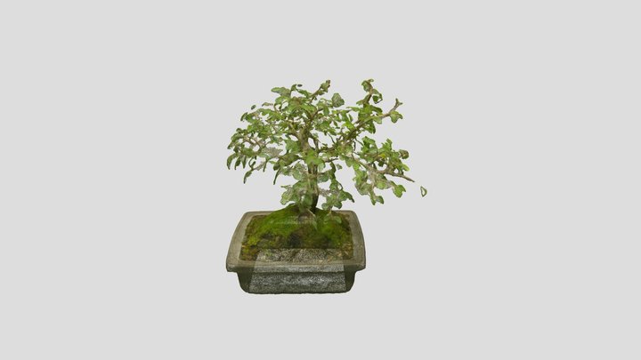 Bonsai_ Tree_15 – Free 3D Model STL