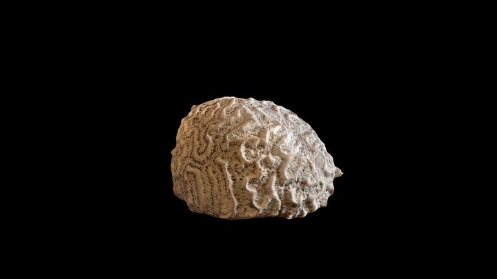 Coral Cerebro 3D Model
