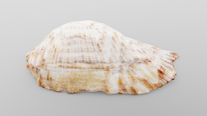 Zebra Ark Sea Shell 3D Model