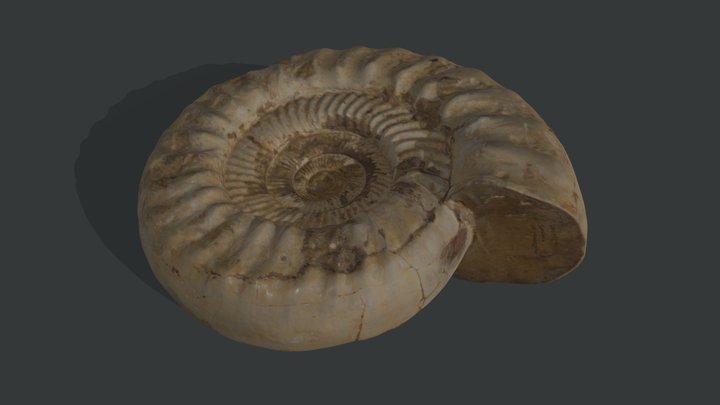 Ammonite Scan 3D Model