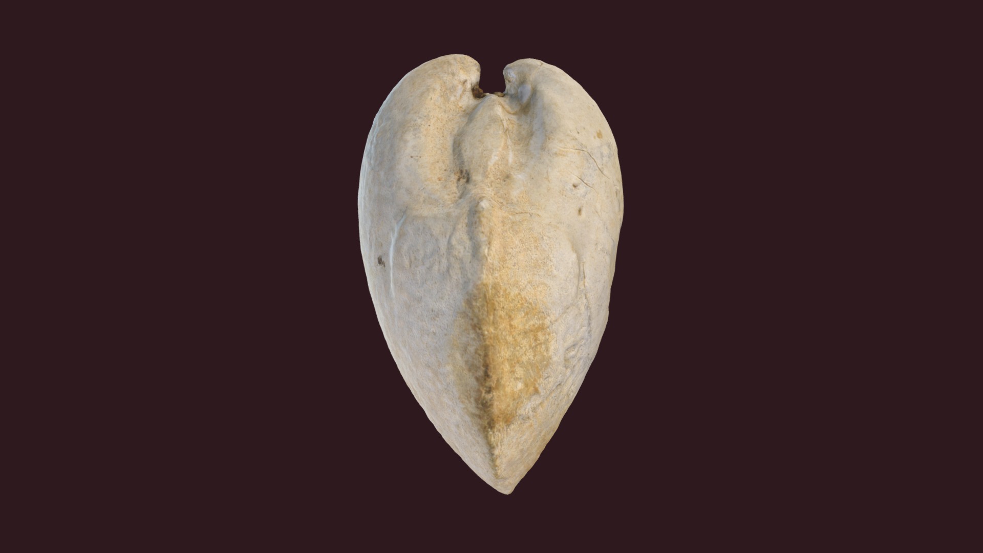 3D model Protocardia texana (steinkern) - This is a 3D model of the Protocardia texana (steinkern). The 3D model is about a close-up of a banana.
