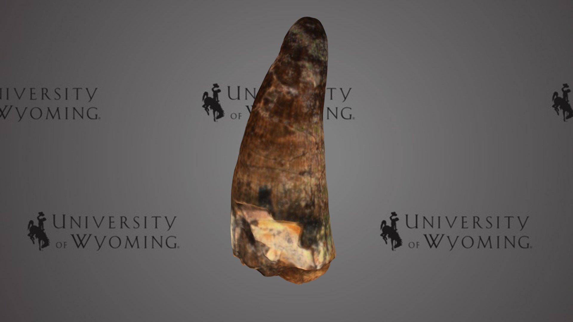 UW 35065 A - Crocodylia, Tooth