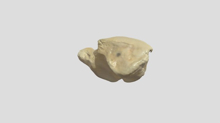 Pacific Harbor Seal - Scaphoid 3D Model