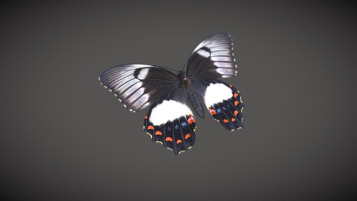 Orchard Swallowtail 3D Model