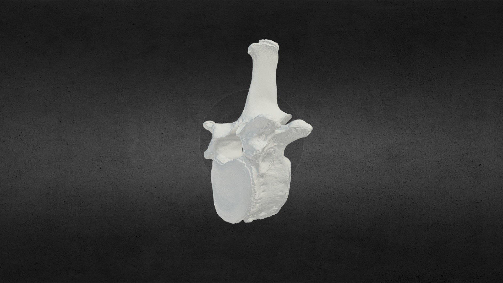 Loxodonta africana (elephant) Thoracic vert 20 — Sketchfab embed 3D viewer