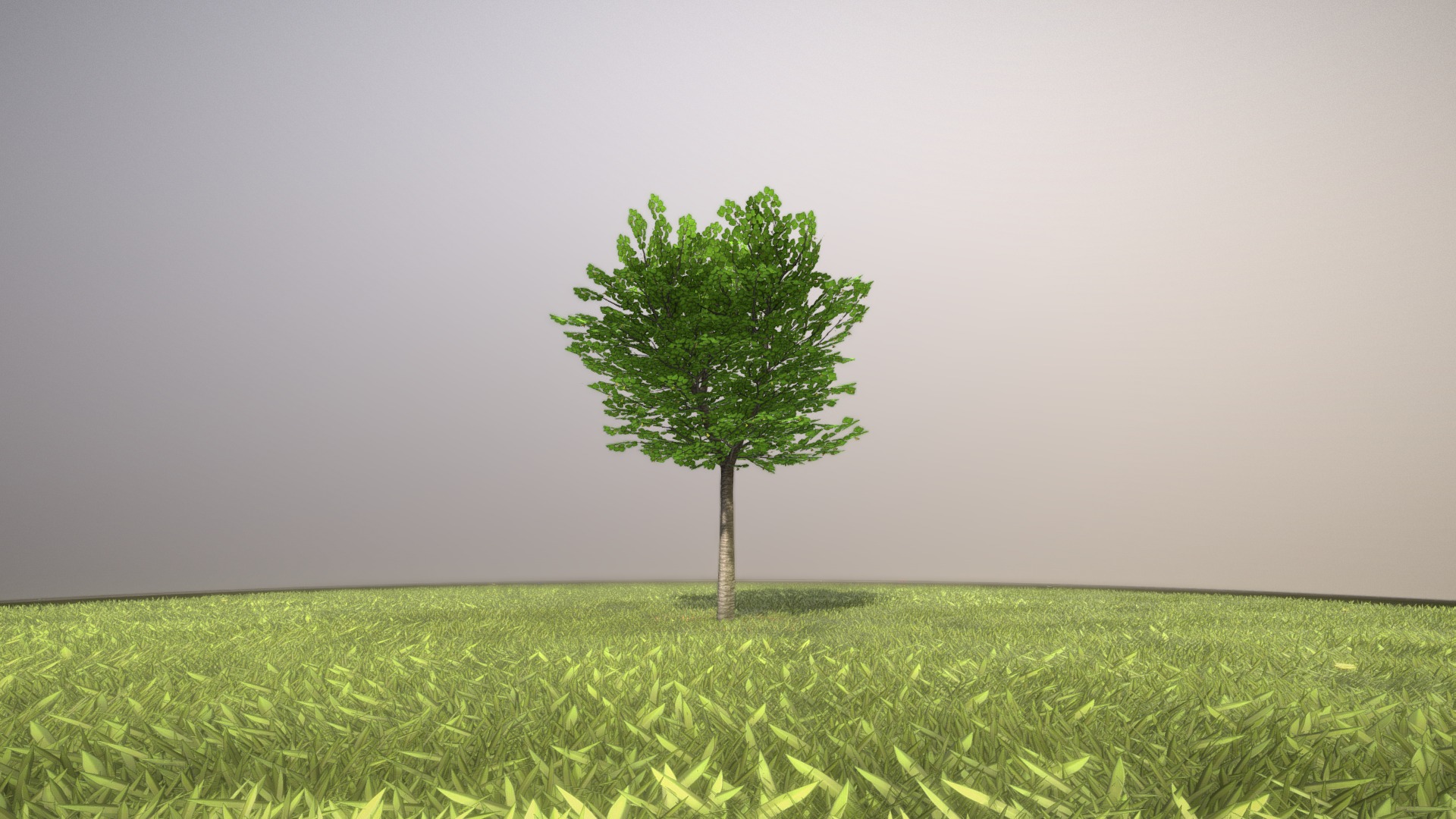 3D model Tilia Tree – 6 Meter –  Spring - This is a 3D model of the Tilia Tree - 6 Meter -  Spring. The 3D model is about a tree in a field.