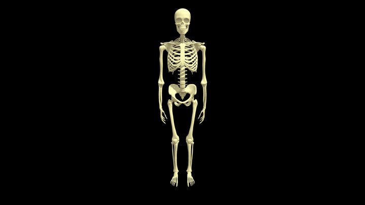 human Skeleton 3D Model