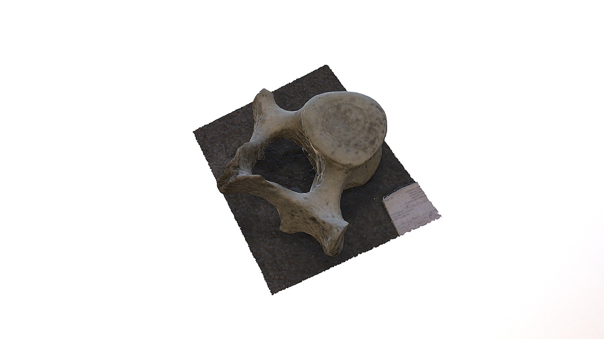 Whale vertebra