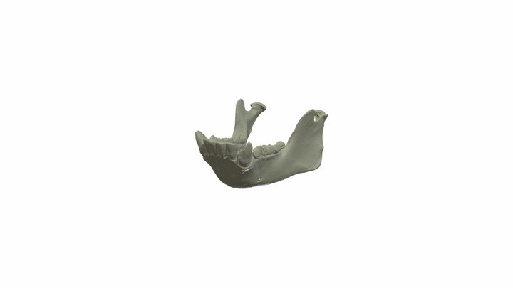 Adult Male Chimpanzee Mandible 3D Model