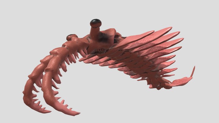 Cambrian odd shrimp 2 3D Model