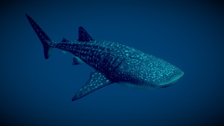 Whale Shark (Rhincodon typus) - Lowpoly 3D Model
