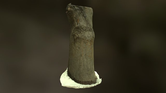 Tree Trunk 1 3D Model