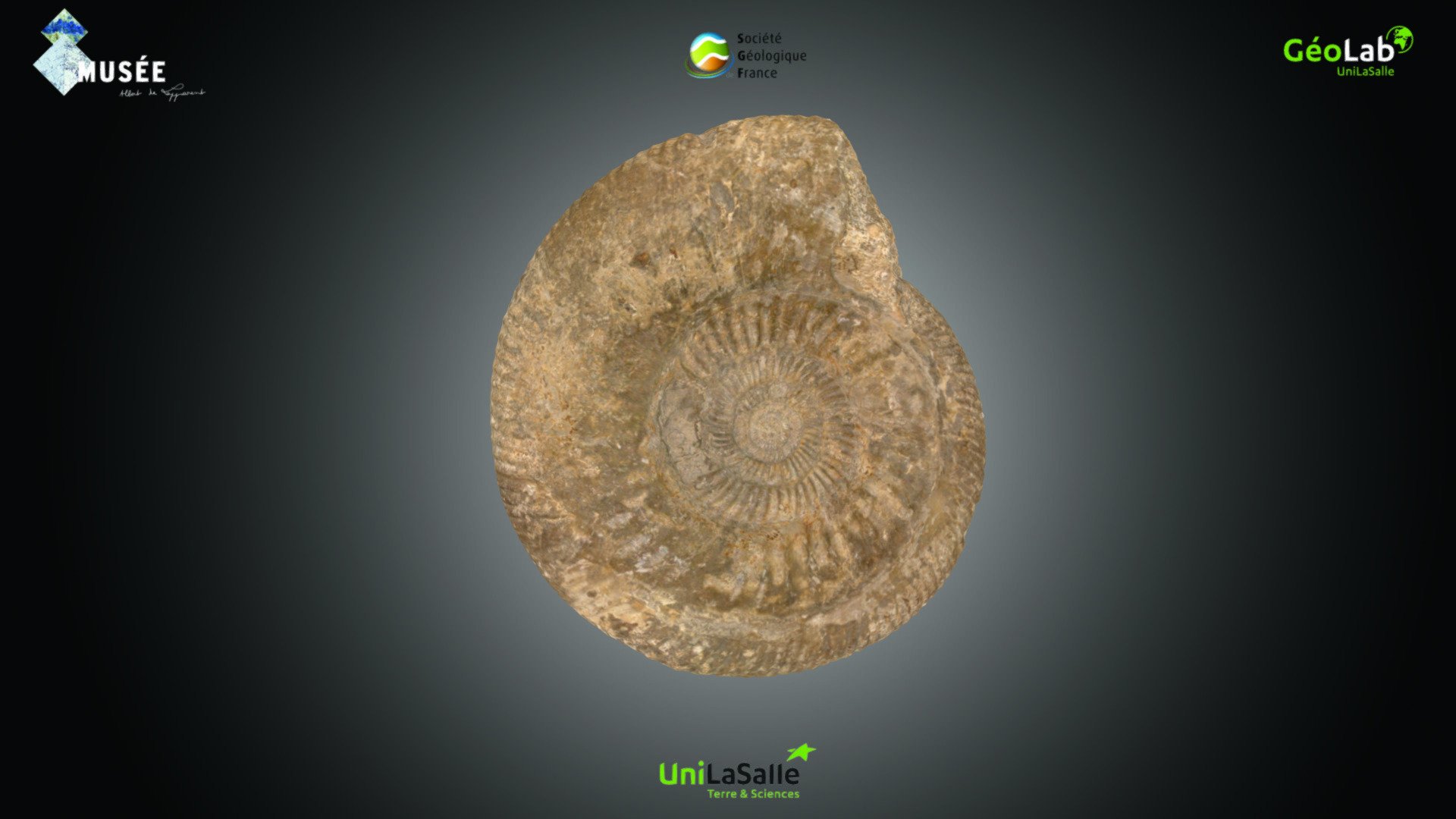 Ammonite - Parkinsonia sp. — Sketchfab embed 3D viewer