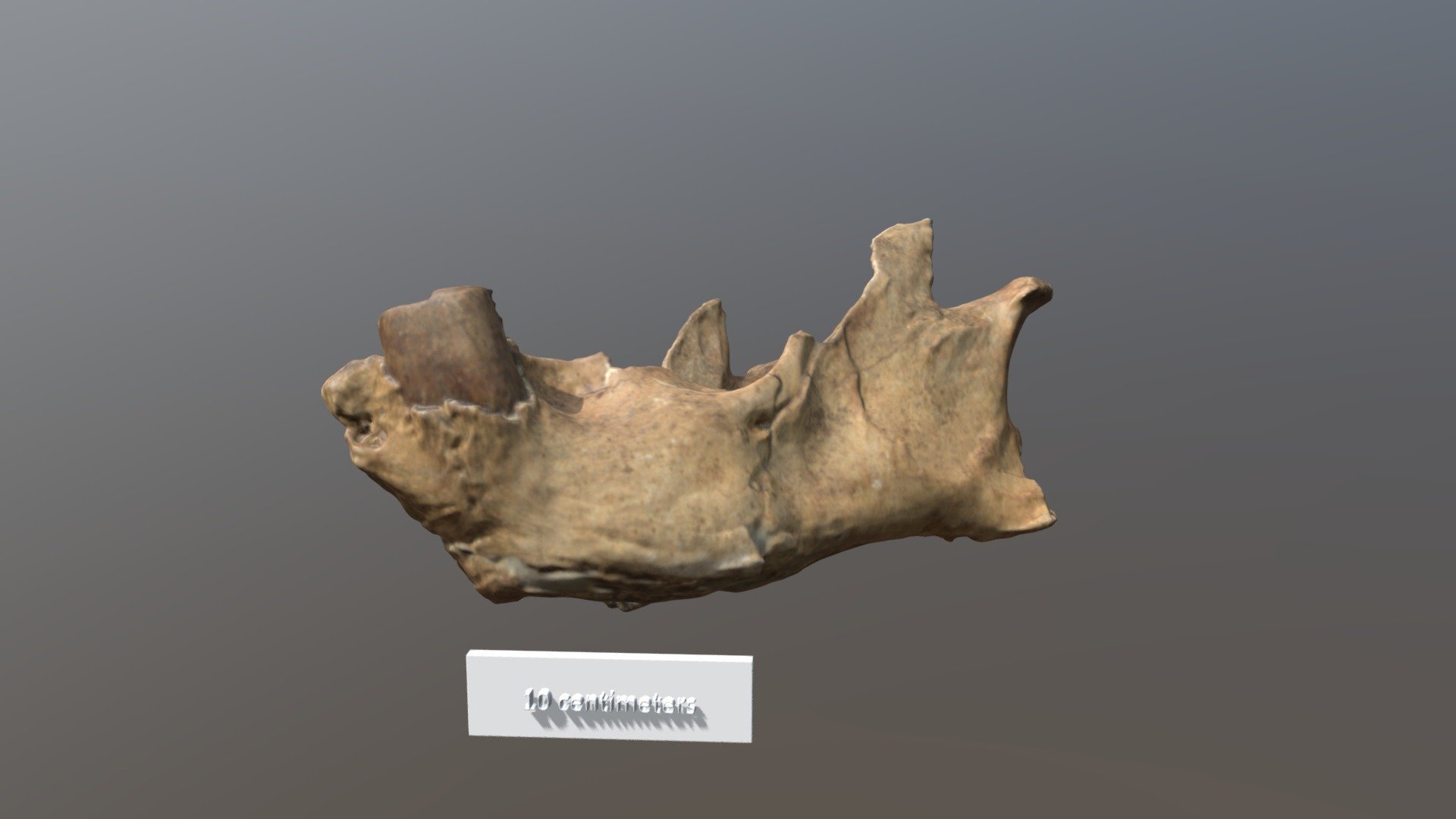 Megalonyx Mandible (VCU_3D_3943) - Download Free 3D model by Virtual ...