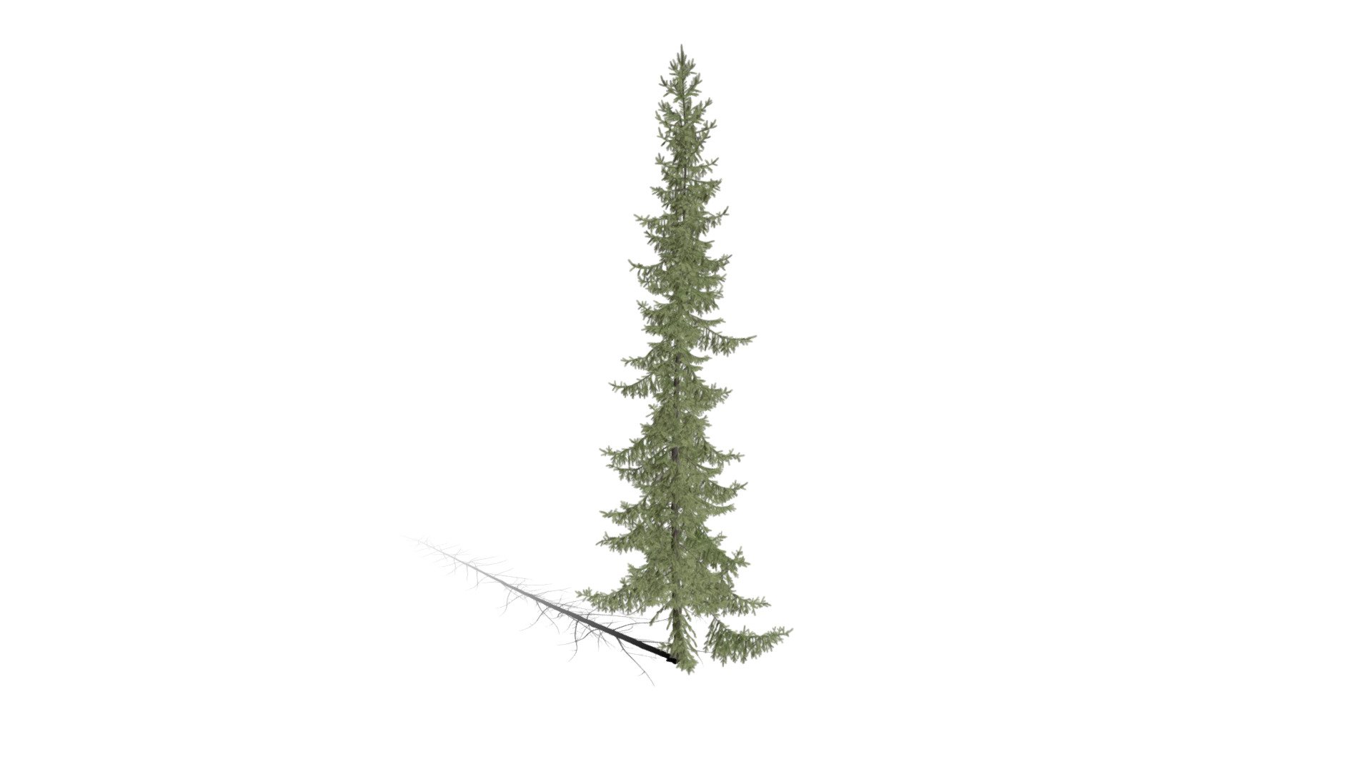 Realistic HD Black spruce (4/38) — Sketchfab embed 3D viewer