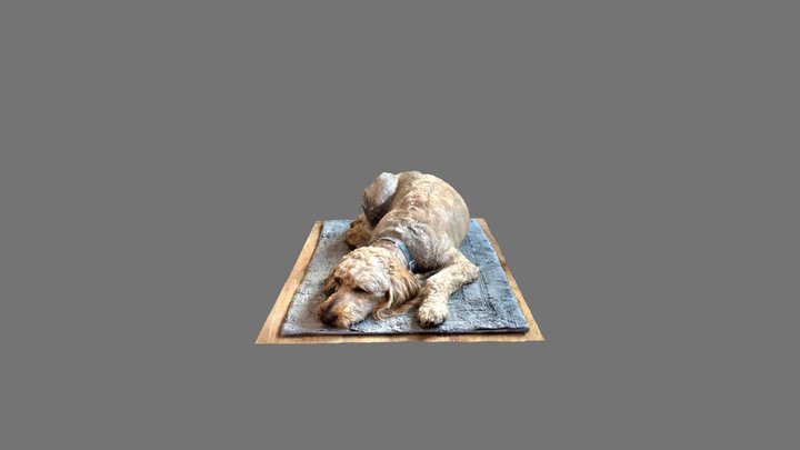 Nala the sleeping goldendoodle 3D Model