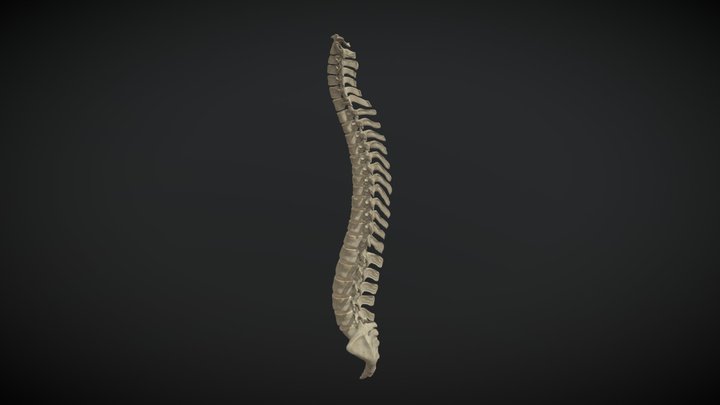 Columna espinal humana / Human spine 3D Model