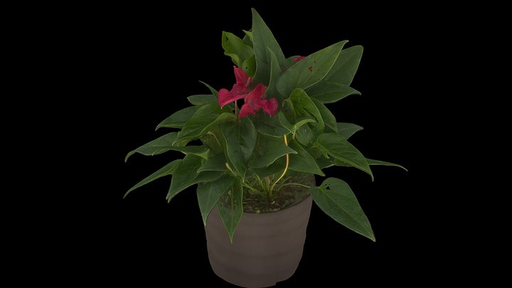 hanging containers for plants The Sill Golden Pothos Hanging Basket Houseplants, Medium in Grow Pot