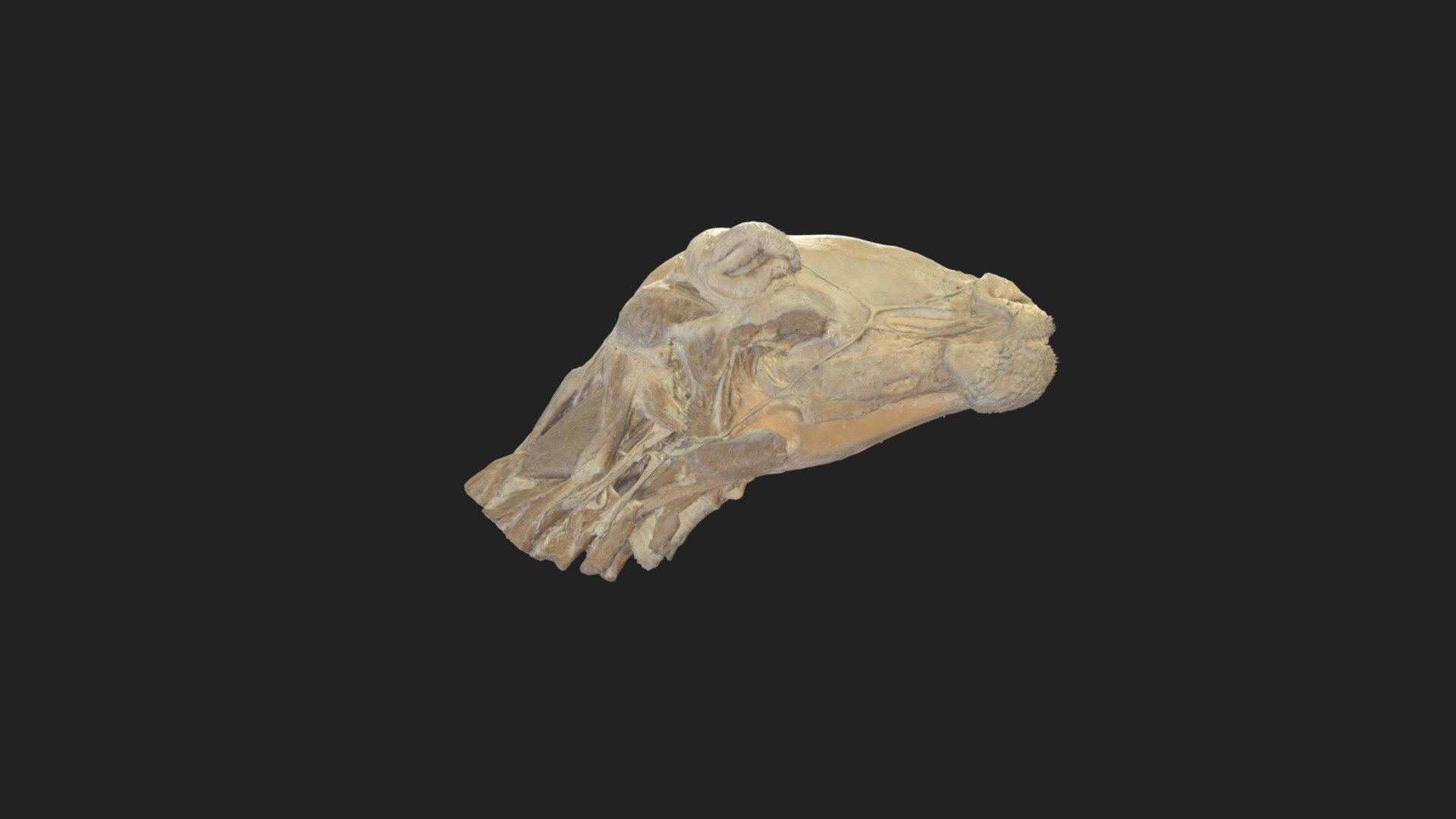 headmuscles sheep - 3D model by vetanatMunich [92ae99c] - Sketchfab