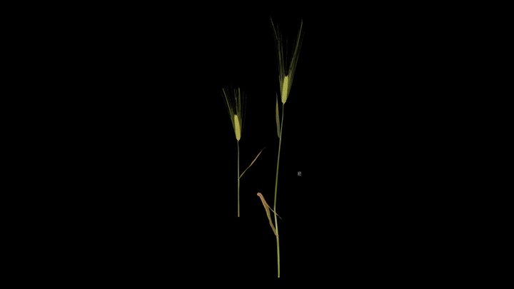 CC0 オオムギ Barley, Hordeum vulgare – Modello 3D gratuito STL