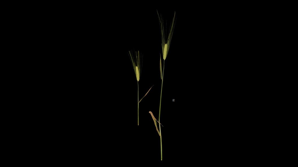 CC0 オオムギ Barley, Hordeum vulgare