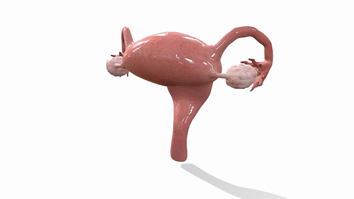Uterus Model 3D Model