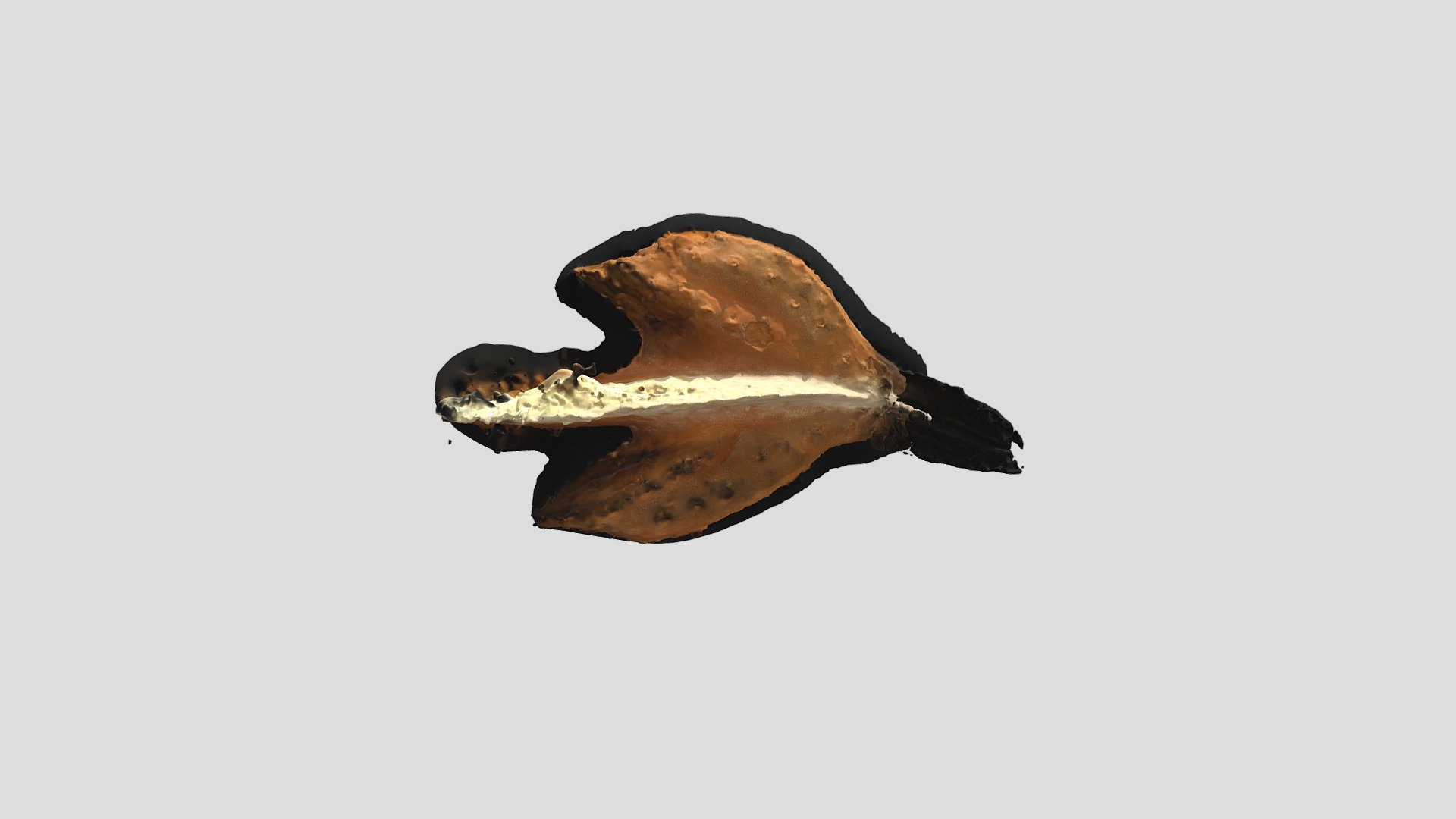 Ancyrodella