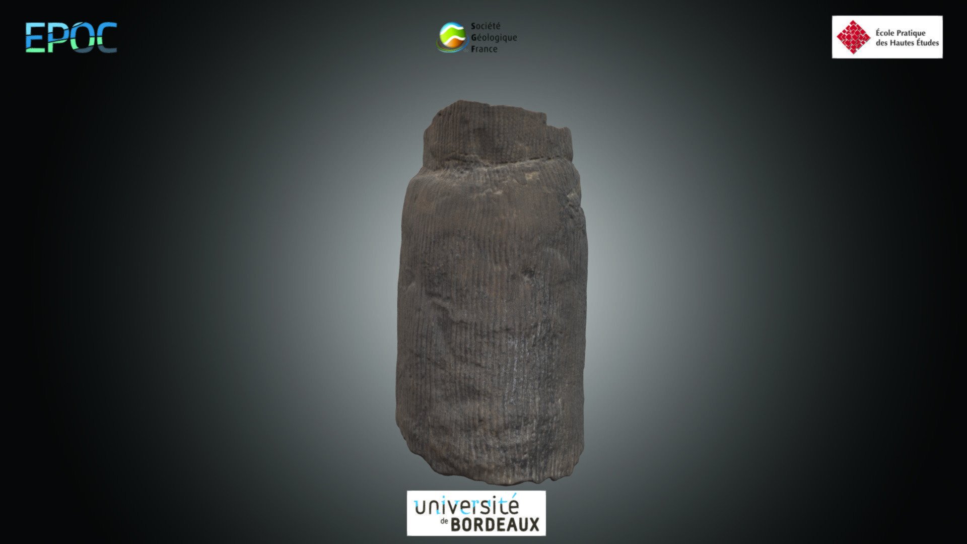 Plante - Calamites sp.