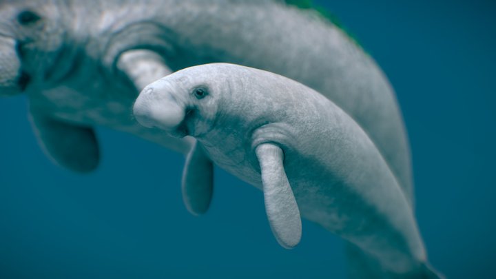 West Indian Manatee ( Mother and baby ) 3D Model