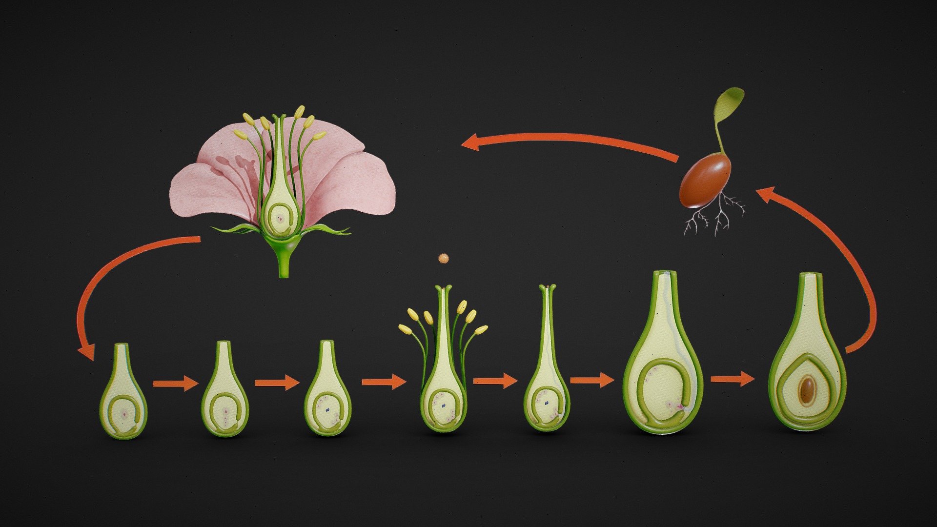 Parts of A Flower - Ovary Stages - Buy Royalty Free 3D model by Nima ...