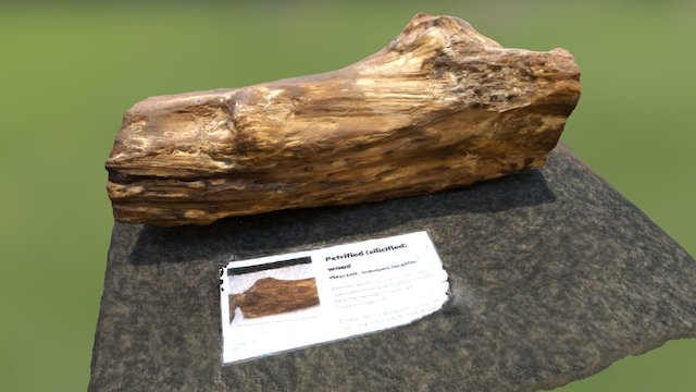 Ancient Log with Fossil 3D Model
