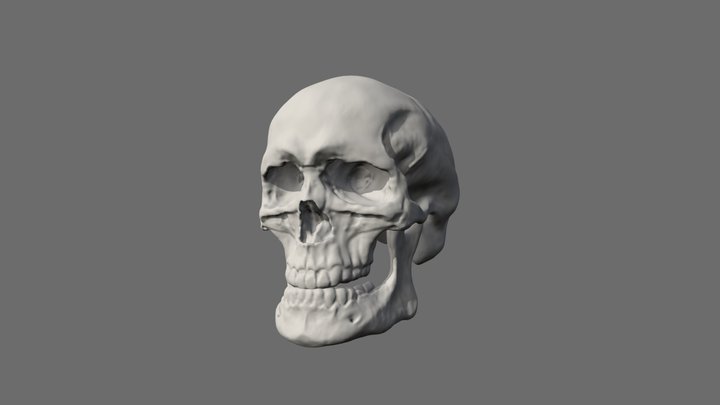Skull practice 3D Model