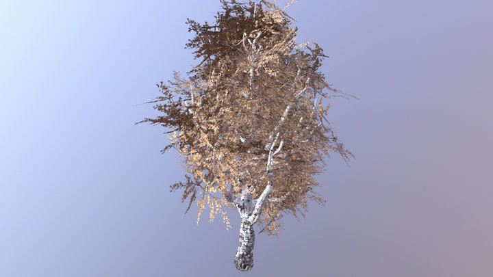 Birch tree 3D Model