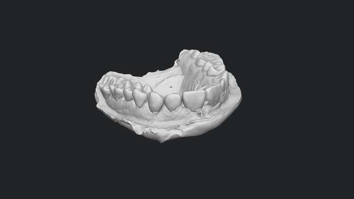 3D-scanned Jaw 3D Model