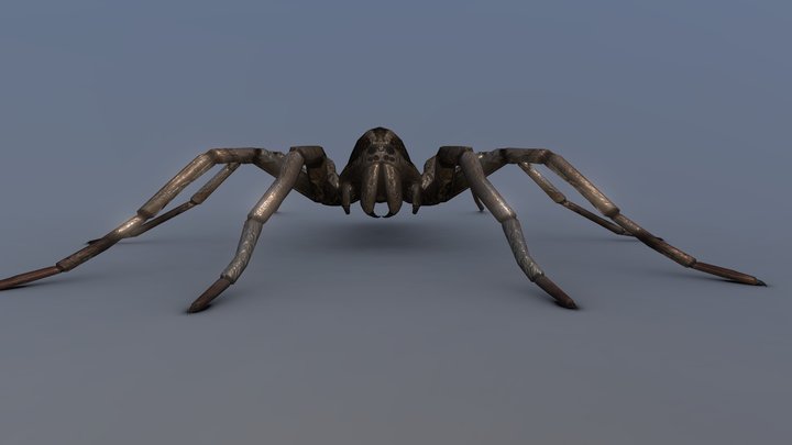 Carolina Wolf Spider