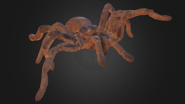 King Baboon Tarantula 3D Model