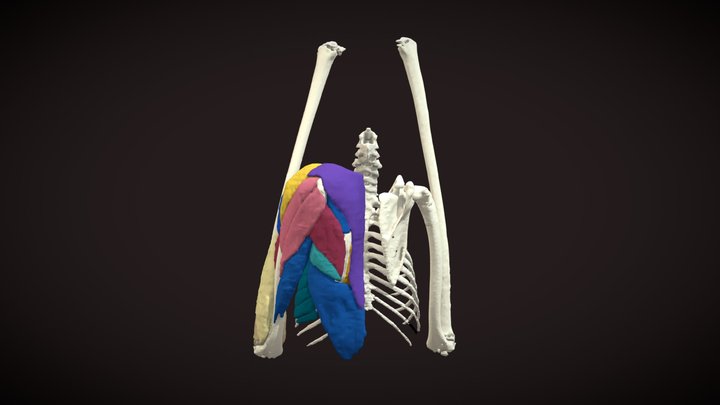 Egyptian fruit bat flight muscles 3D Model