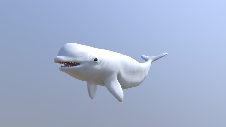 Beluga friend 3D Model