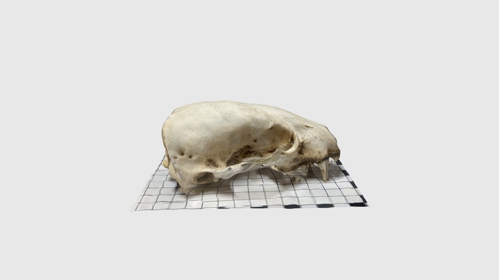 Badger
