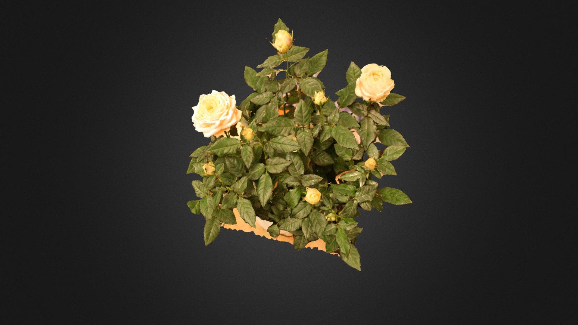 Rose #3DST36