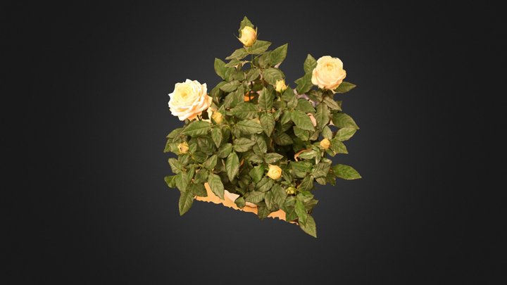Rose #3DST36 – Modèle 3D gratuit STL