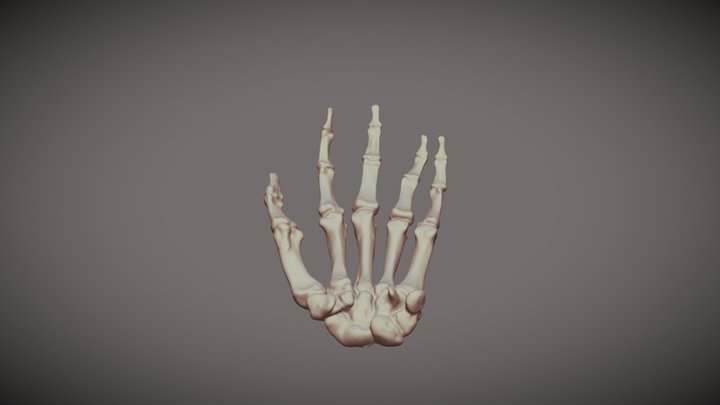 Left Hand 3D Model