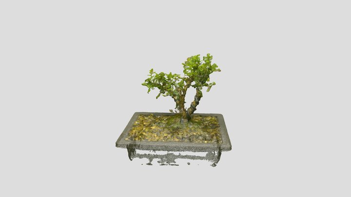 Bonsai_ Tree_2 – Free 3D Model STL