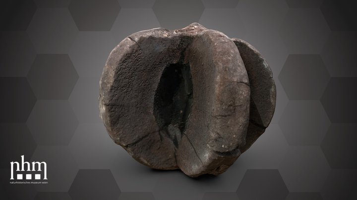 Coalified fruit (NHMW-GEO-2024-0188-10398) – Kostenloses 3D-Modell STL